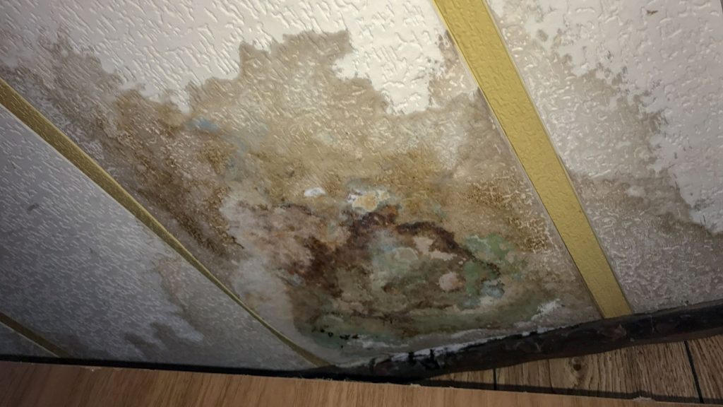 Water Damage Mold