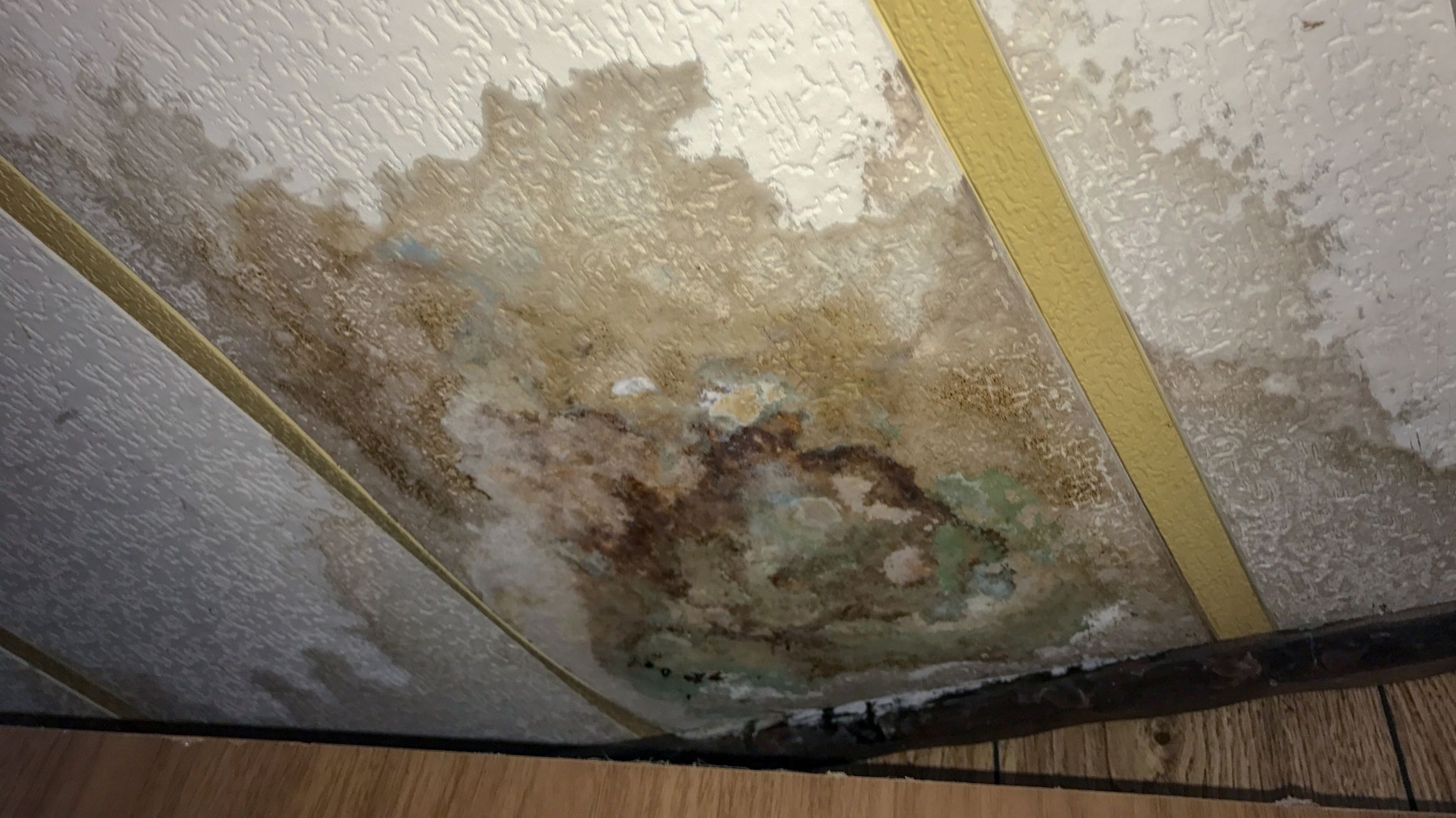 Water Damage Mold